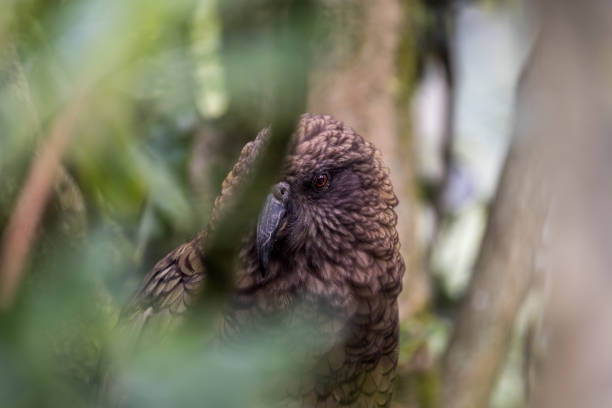 Close up of a Kea, a native New Zealand bird feeding on the road.