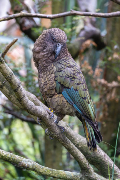istock Close up of  kea bird perched on a branch in forest area. 2192074845