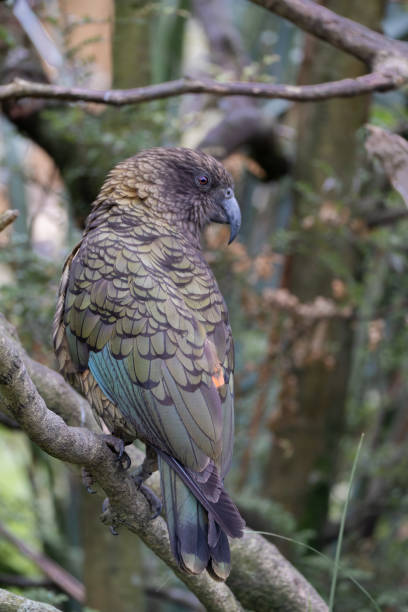 istock Close up of  kea bird perched on a branch in forest area. 2192074848