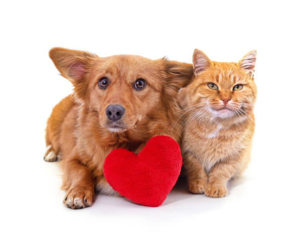 istock Cat and dog with a heart. 2192076654