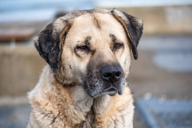 istock A dog with a brown and black face is looking at the camera 2192076721