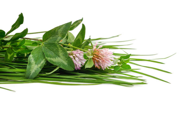 istock Bunch of green grass and clover flowers. 2192076801