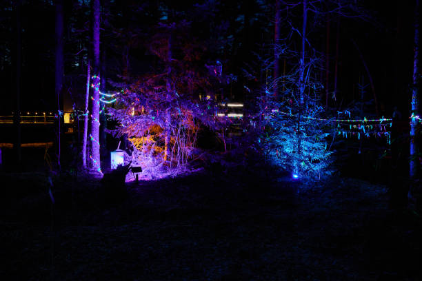 istock A Vivid and Vibrant Nighttime Forest Scene Adorned with Beautifully Colored Lights and Shadows 2192078765