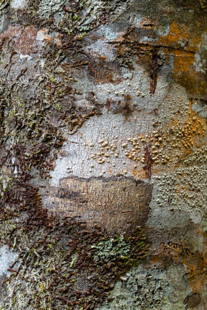 Close Up of Tree Bark Close-Up of Gum Tree Bark with Selective Focus gnarly wood texture stock pictures, royalty-free photos & images