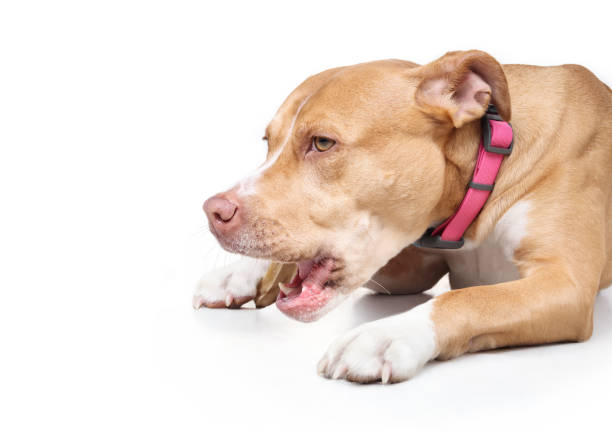 istock Happy dog chewing on chew bone. 2192082578