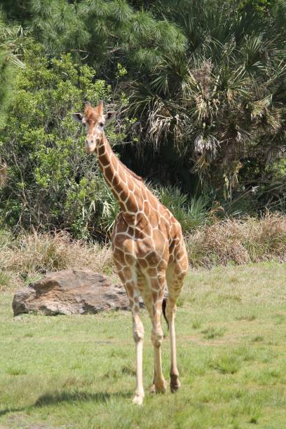 istock Tall Giraffe Walking Across Field 2192082836