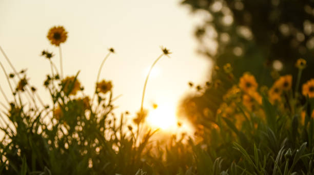 defocused background bright yellow flowers in fields and golden summer sun