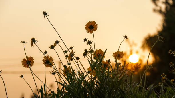 istock bright yellow flowers in fields and golden summer sun on background 2192084003