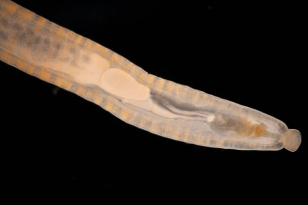 istock Cyctacanth stage (Acanthocephala) fish cestode larva (Trianchoratus sp.) in Channa striata under the microscope in Lab. 2192084088