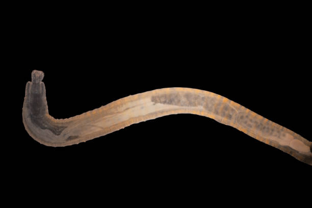 istock Cyctacanth stage (Acanthocephala) fish cestode larva (Trianchoratus sp.) in Channa striata under the microscope in Lab. 2192084095