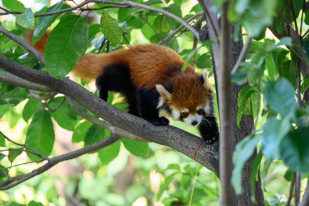 Red Panda sitting in a tree