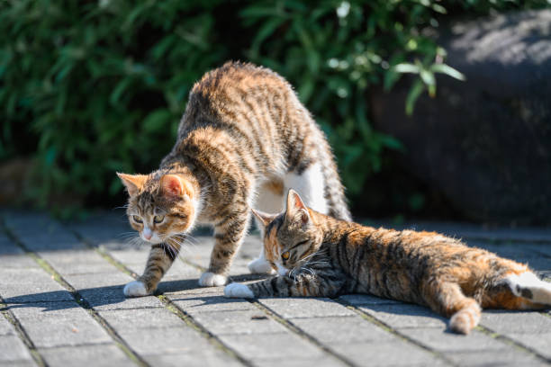 istock Two kittens playing in the garden 2192085026