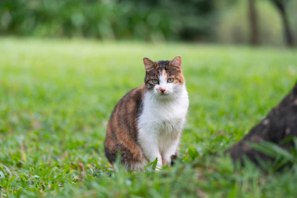 The Cat sitting on grass