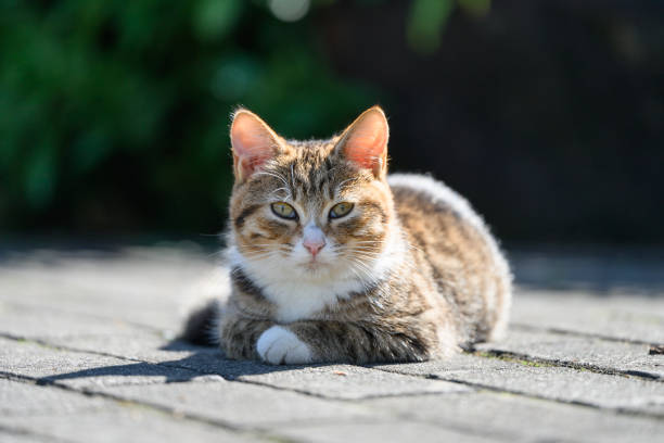 istock The kitty's on the ground. 2192085029