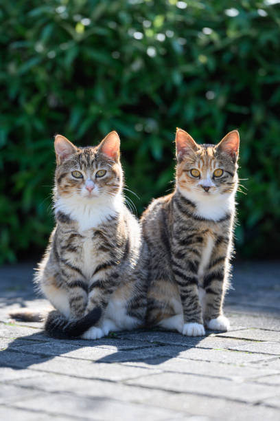 istock Two kittens sitting on the floor together 2192085039
