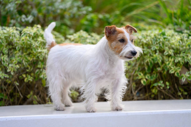 Jack Russell puppy looking down with space for your text on white background