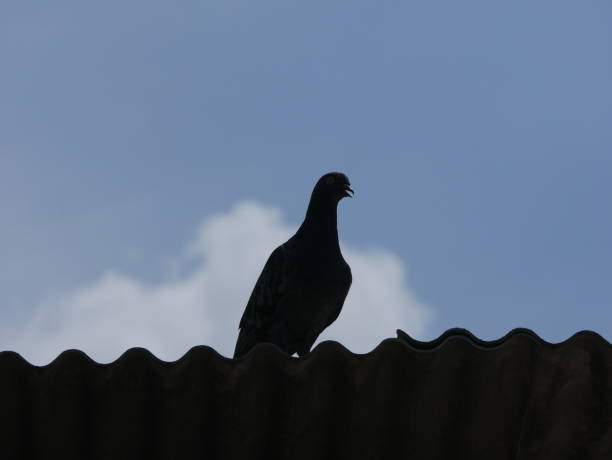 A large flock of pigeons is gathered on the red tiled roof of a building. The image captures a calm moment as the birds perch across the roof on a cloudy day, creating a contrast between the dark pigeons and the bright roof.