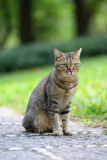istock In the park, the cat sat on the ground 2192085619