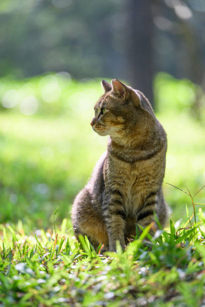 istock The Cat sitting on grass 2192085622
