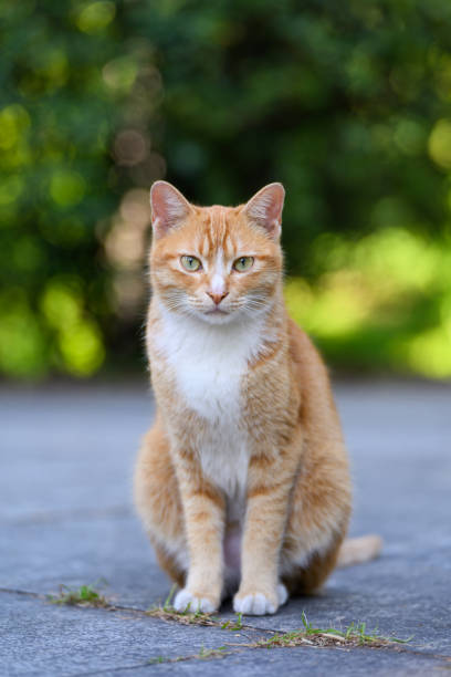 istock Cat sitting on the floor 2192085628