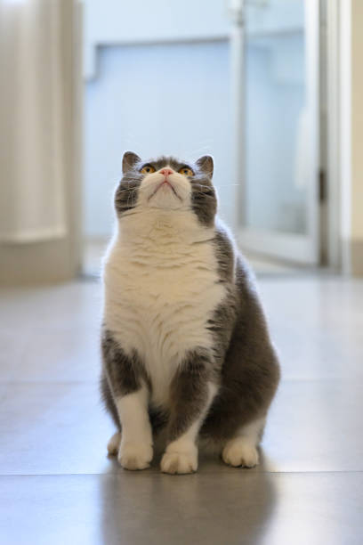 istock British Shorthair sitting on the floor looking up 2192085808