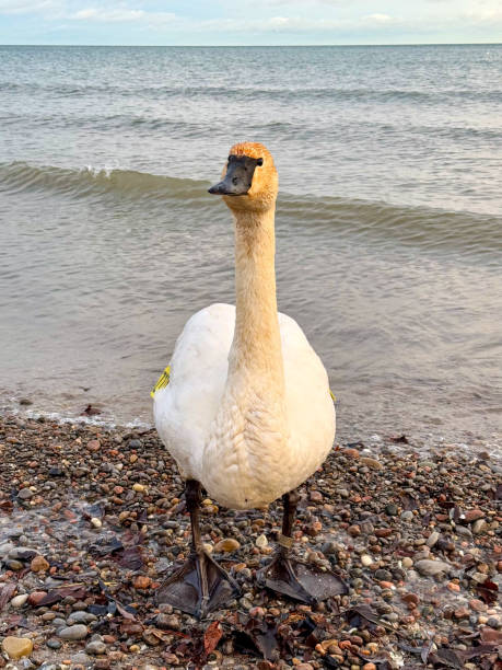 istock White swan on a waterfront in winter 2192086368