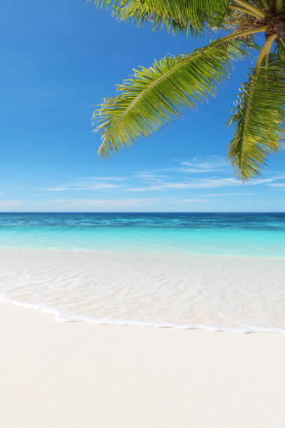 istock Tropical paradise beach copy space scene for background or wallpaper 2192090429