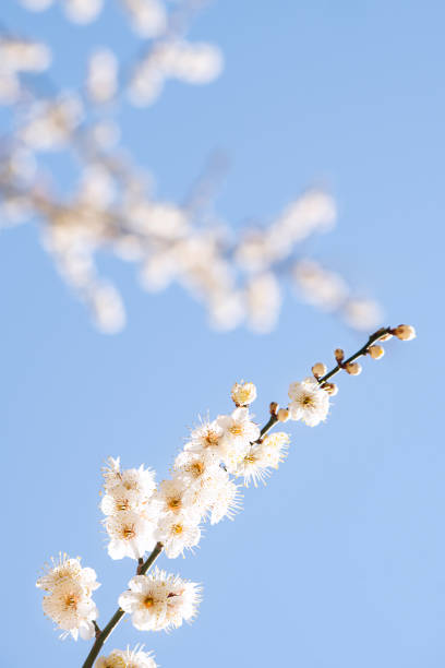 istock apricot trees and blue skies that signify spring 2192091644