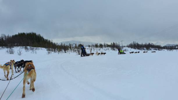 istock Dog sledding in Tromso, Norway during winter 2192093619