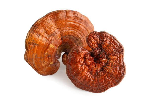 istock Lingzhi or Reishi mushroom isolated on white background with clipping path. 2192093638