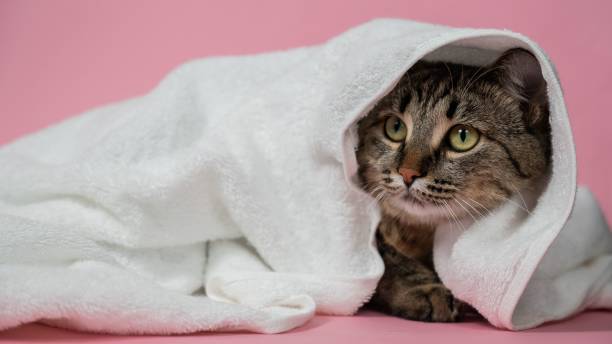 istock Striped cat wrapped in a white towel on a pink background. 2192094148