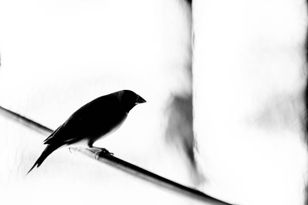 overexposed, black and white image of a finch on a perch