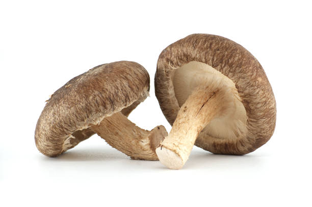 istock Fresh Shiitake Mushrooms Isolated on White Background 2192096863