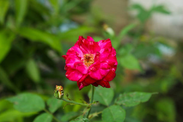 close up of beautiful red rose (Rosa chinensis) growing in bloom
