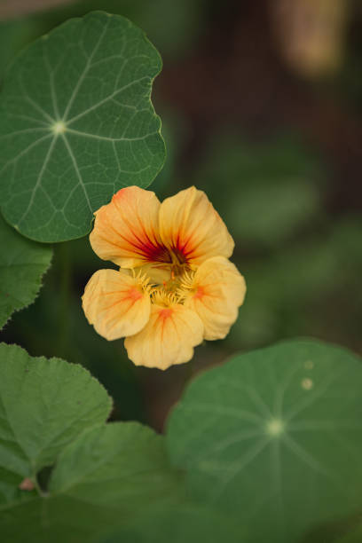 Tropaeolum majus (garden nasturtium, Indian cress, or monk cress) is a species of flowering plant in the family Tropaeolaceae. It is warm weather annual that has been popular in herb gardens, cottage gardens and flower gardens. The plant features showy, long-stalked, funnel-shaped, 5-petaled flowers in shades of red, orange, yellow and cream. Flowers bloom from spring to fall and have a spicy fragrance.