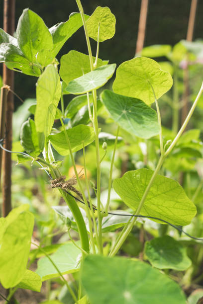 istock UK garden leaves, nasturtium trailing leaves 2192098246