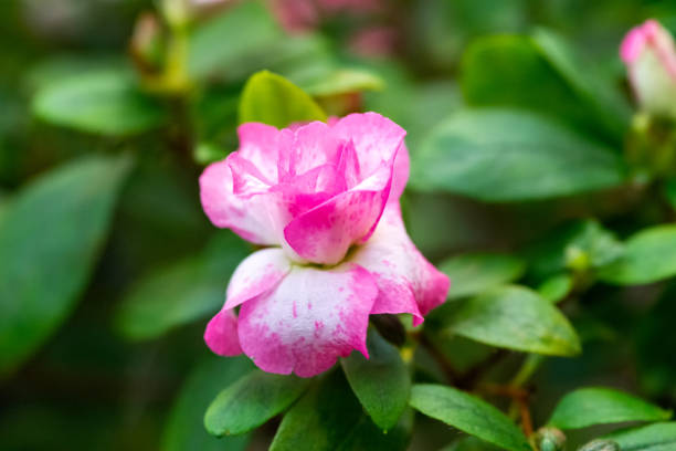 Azaleas in full bloom