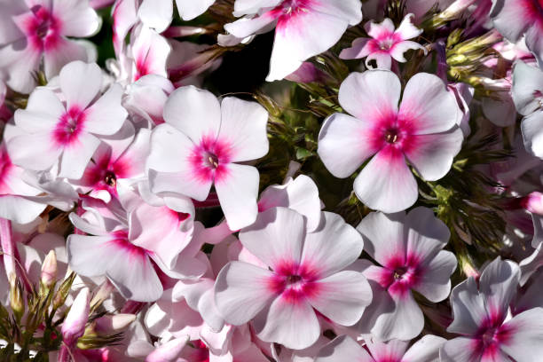 istock Paniculate phlox, garden phlox. Decorative flowers gathered in panicles, with white-pink petals and a fuchsia-colored core close-up 2192098893