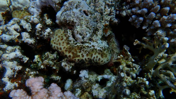 istock Knob coral (Dipsastraea pallida) undersea 2192099379