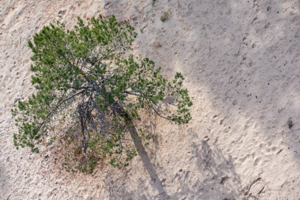 istock .An overhead shot of a pine tree growing in sandy soil. 2192101160