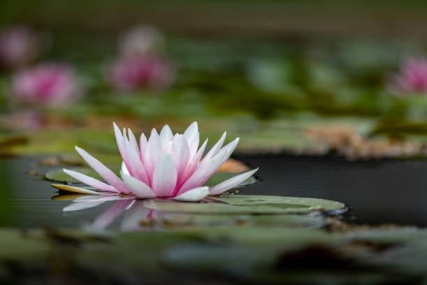 istock Single Nymphea flower in a pond 2192101865