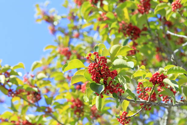 istock Ilex rotunda in the cold weather 2192102040