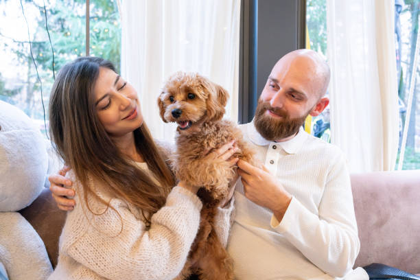 istock A cheerful young family with their pet Cavapoo dog in a cafe. 2192102746