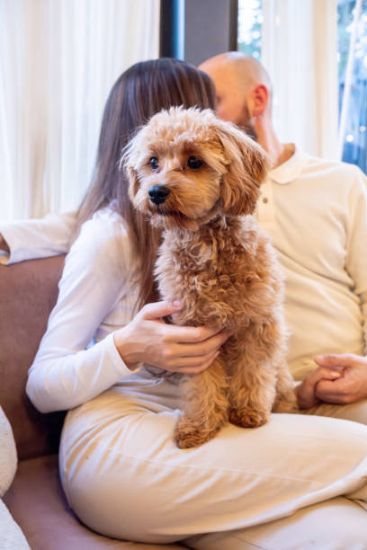istock A cheerful young family with their pet Cavapoo dog in a cafe. 2192103402