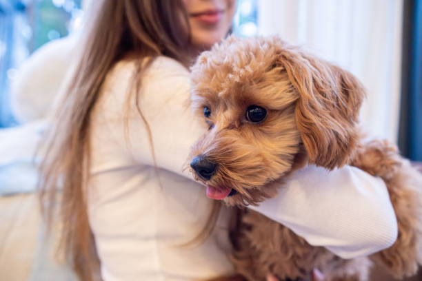istock Cheerful young woman with her pet Cavapoo dog in a cafe. 2192103456