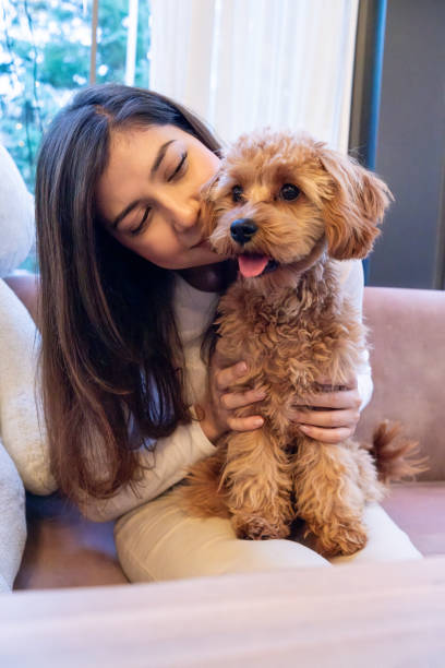 istock Cheerful young woman with her pet Cavapoo dog in a cafe. 2192103472