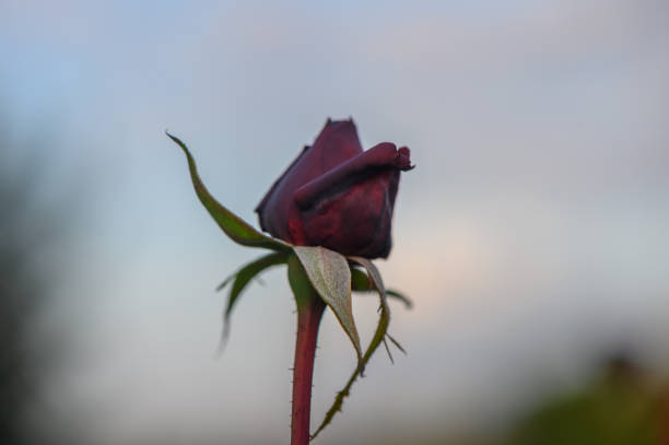 istock Dark red rose blooms under a cloudy sky in a tranquil garden setting during late afternoon light 2192103957