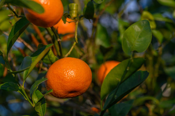 istock Vibrant orange fruit hanging from lush green branches under gentle sunlight 2192104178