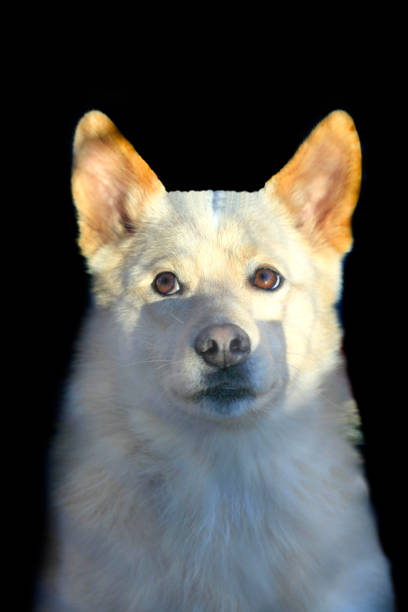 Cute puppy dog isolated 3d render