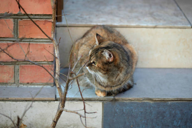 Portrait of cute street cat